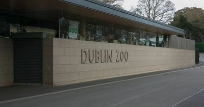 Dublin Zoo whistleblower allegations of animal mistreatment will be subject to 'full investigation'