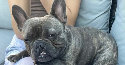 Race to save French Bulldog who could stop breathing at any time