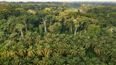 DRC to auction oil drilling rights in rainforest region despite protests from Greenpeace Africa