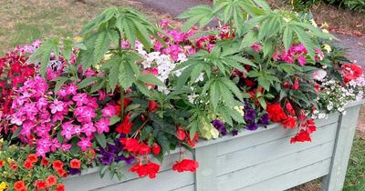 Police called after resident spots dodgy plant in council's planter display
