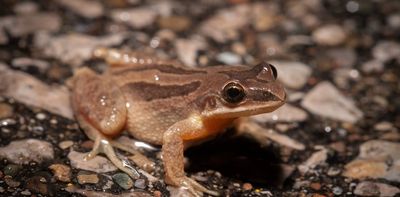 Finding their song: Reviving the declining western chorus frog population is now critical