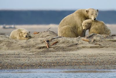 Polar bears are eating human garbage