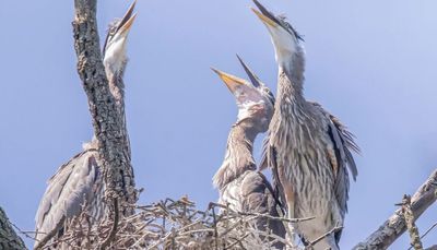 Chicago outdoors: Hot heron chicks, 100 pounds of smallmouth, grouse drumming, LaSalle Lake hours