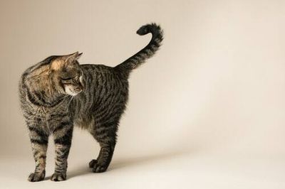 Why is my cat wagging its tail? Vets reveal the surprising answer