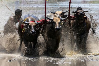 Traditional buffalo race in Chon Buri kicks off rice growing season