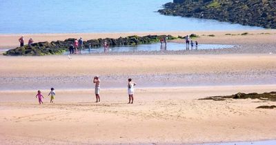 World’s longest animal with 'bite of a lion' and 'very nasty sting' found on UK beach