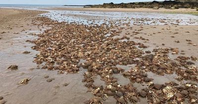 Beach becomes eerie mass 'graveyard' for thousands of crabs