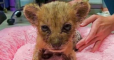 'Terrified and starving Simba the lion cub is another victim of cruel wildlife trade'