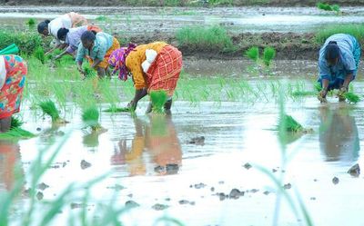 Only ₹23 crore paid to farmers since 2018 for crop loss: NGO