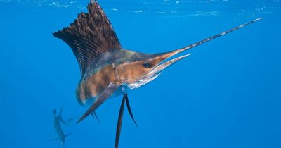 Woman left seriously injured after she was stabbed in groin by 100lb fish