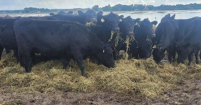 Watch how the hay helicopter of hope kept stranded cattle fed