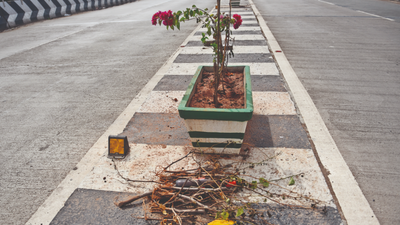 Chennai: Potted plants on medians of roads, flyovers left to wither