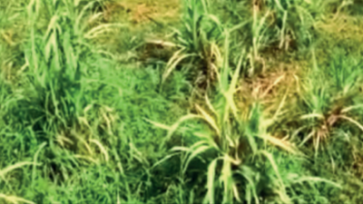 Tamil Nadu: Pokkaboing disease hits cane crop on hundreds of acres