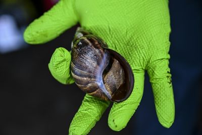 Florida hurries to catch fast-spreading snail invasion