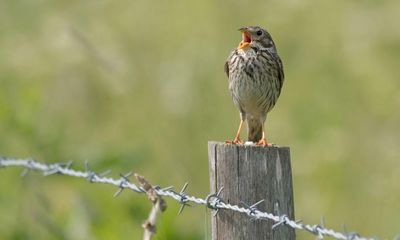 Country diary: An early morning commune with the corn buntings