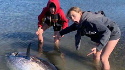 Tuna found dead in cold water shallows of Eyre Peninsula's Coffin Bay