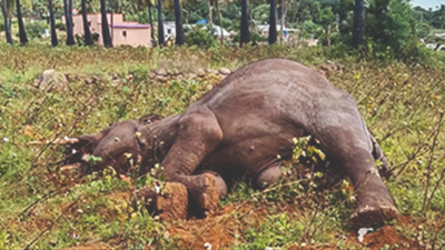 Salem: Electric fence kills tusker in Mettur