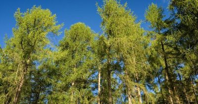 Swathes of larch trees to be removed from Dumfries and Galloway in bid to halt disease