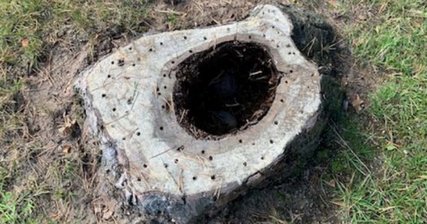 Scots booze firm boss wins council battle to cut down 'catastrophic' trees