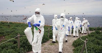 'Wildlife tragedy' as bird flu devastates vital colony with thousands dying on Farne Islands