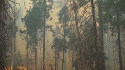 Mariposa County: State of emergency declared as wildfire burns outside of Yosemite National Park
