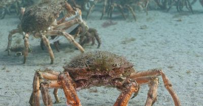 Popular coastline is mass grave for thousands of crab carcasses washing up
