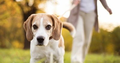 Man branded 'fatphobic' as he stops woman from adopting dog because of her weight