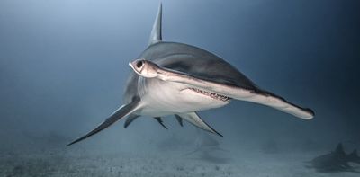 Why do hammerhead sharks have hammer-shaped heads?