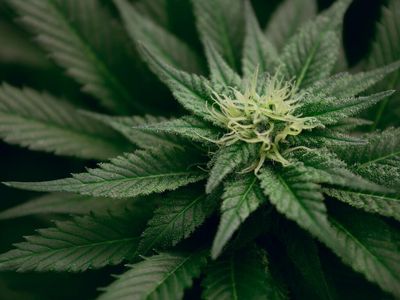 InMed Provides An Update On Phase 2 Clinical Trial Investigating Cannabinol Cream For Epidermolysis Bullosa