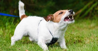 'Rude' neighbour slated for refusing to make friends with barking dog over fence