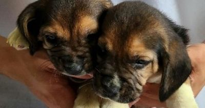 Beagles cloned for the first time offers hope for unhealthy bulldogs and pugs