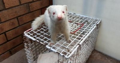 Animal charity appeals for homes for overlooked ferrets in Lanarkshire centre