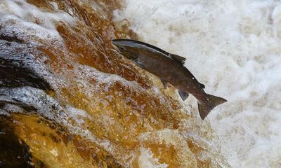 Wild salmon stocks at ‘crisis point’ with lowest on record in England