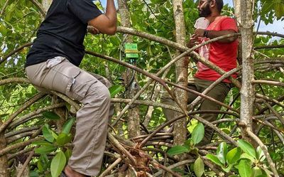 Water uptake feature of mangroves helps fight climate change: study