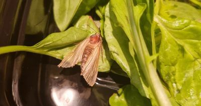 West Lothian Aldi shopper 'runs out room to be sick' after discovery in ready-to-eat salad