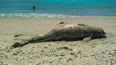 Thousands of dolphins die in Black Sea, collateral victims of war in Ukraine