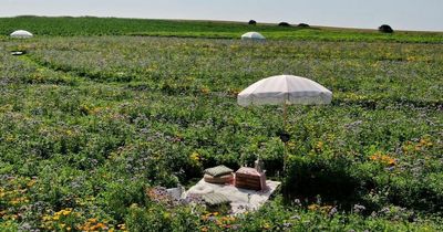 Welsh farm brings back outdoor dining experience among the wildflowers for summer 2022