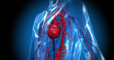 'Biodegradable gel injected into damaged hearts can help them heal after injury'