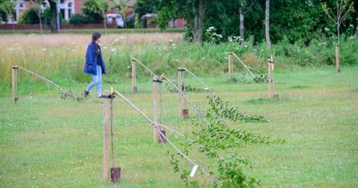 Vandals destroy newly planted trees in Cardiff park