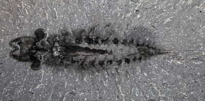 Three-eyed Cambrian fossils shed new light on arthropod head evolution