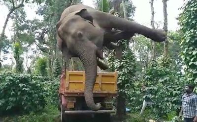 Two elephants electrocuted near Kushalnagar in Kodagu district
