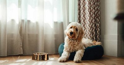 Employers should offer pet owners compassionate leave after a dog dies, charity says