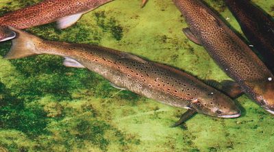 US could require steps for dams to save last Atlantic salmon