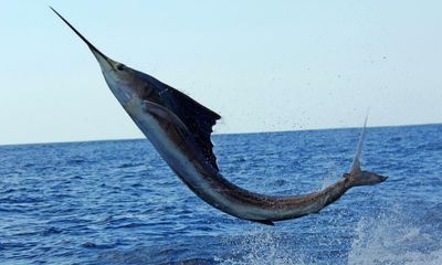 Woman on Florida boat gored by 100lb sailfish that jumped from water