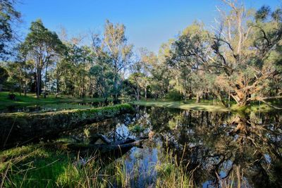 WA ring road approved by federal government threatens ancient trees and endangered wildlife