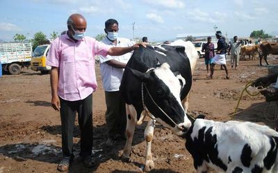 Lumpy skin disease claims 1,500 animals in Gujarat