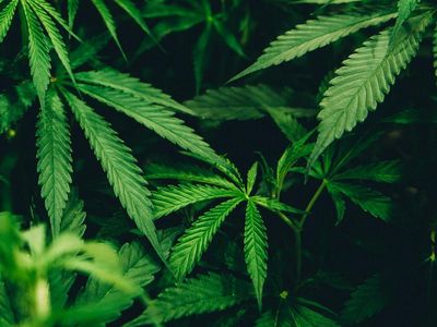 Brand and Retailers Should Look to Cannabis to Stand Out in Brick-and-Mortar