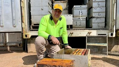 Varroa mite detected on blueberry orchard near Coffs Harbour in 43rd case since outbreak began