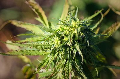 High-strength cannabis use ‘increases risk of psychosis’