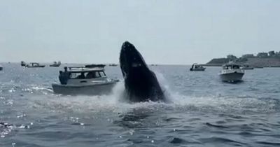 Humpback whale crashed down on top of small fishing boat in terrifying moment at sea